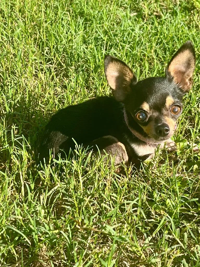 A senior small-sized female Chihuahua dog named Lady Bug for adoption in Gorham, ME