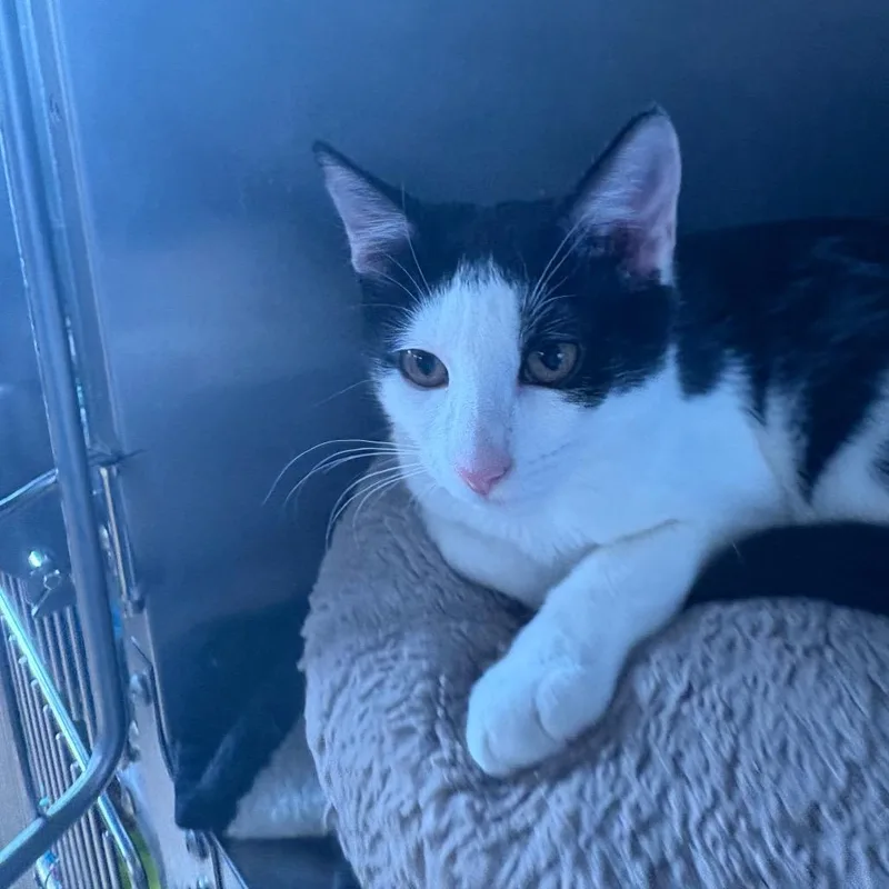 A baby medium-sized male Black Domestic Short Hair cat named Dr. Pepper for adoption in Spokane, WA