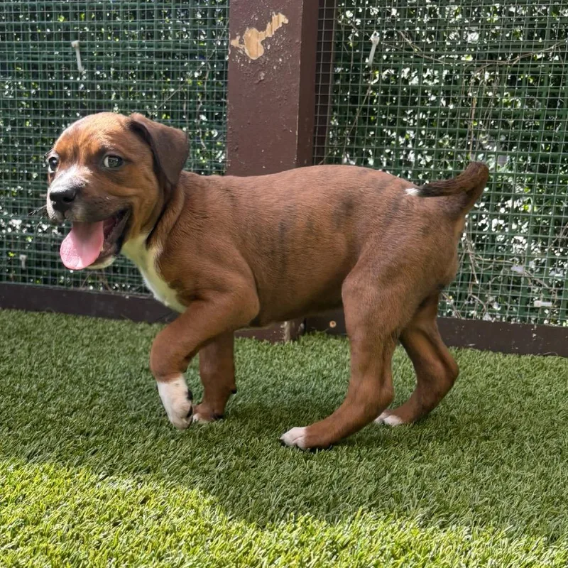 A baby medium-sized female Brown / Chocolate Terrier dog named Epic for adoption in LOXAHATCHEE, FL