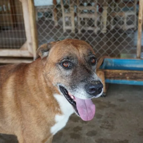 An adult large-sized male Tricolor (Brown, Black, & White) Labrador Retriever dog named Hutch for adoption in Sullivan City, TX