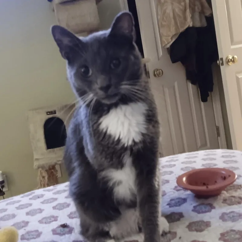 An adult medium-sized male Gray & White Domestic Short Hair cat named Greyson for adoption in Easley, SC