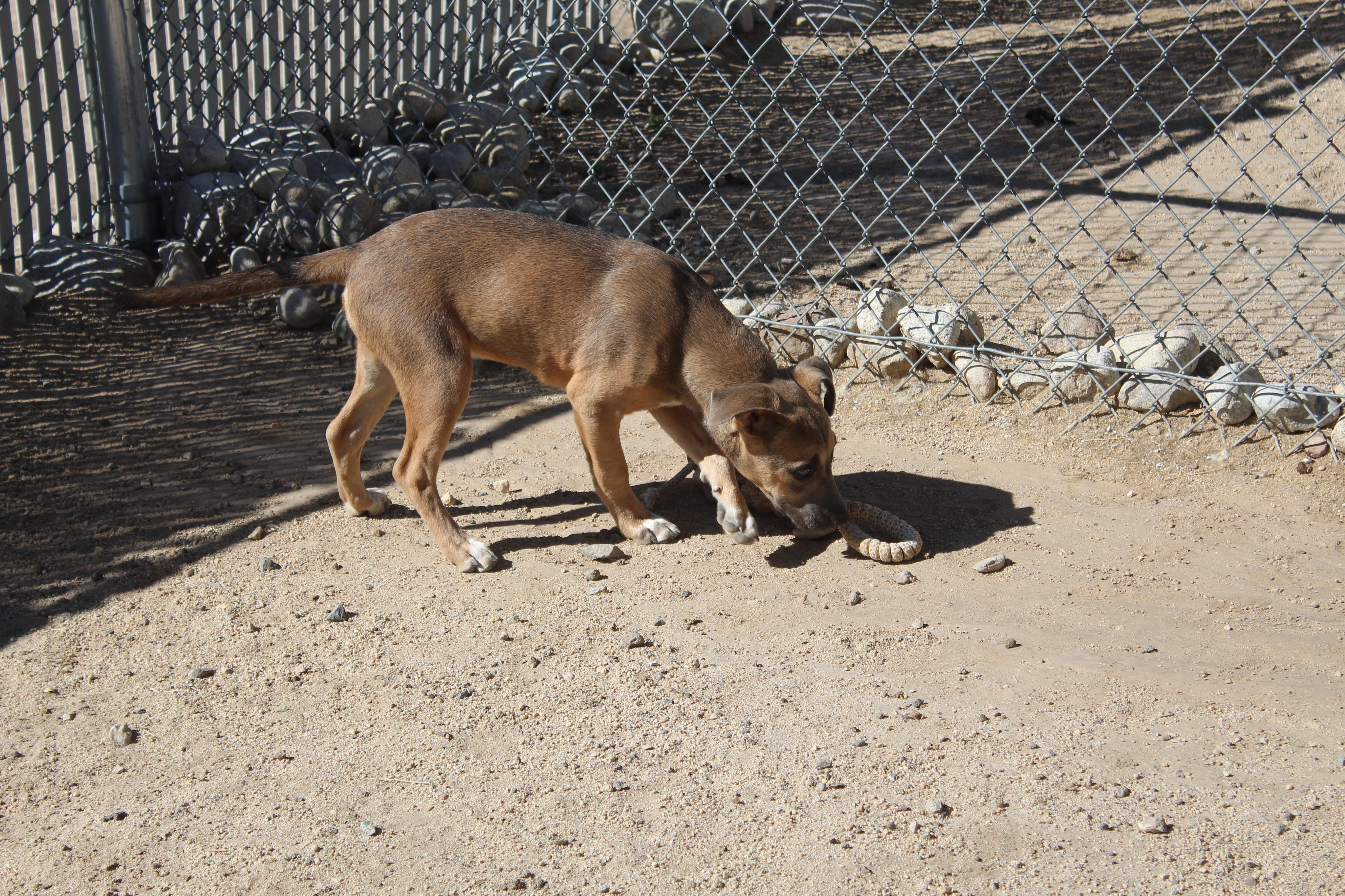 A young medium-sized female Pit Bull Terrier dog named Jessie for adoption in Yucca Valley, CA