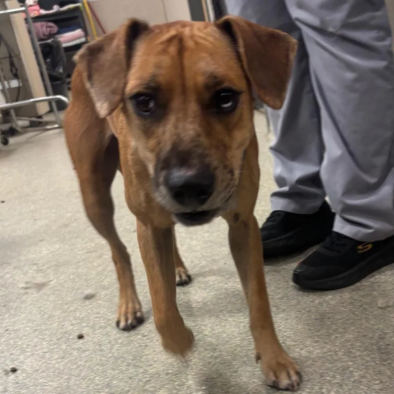 An adult medium-sized female Mixed Breed dog named Love Bug for adoption in Jacksonville, FL