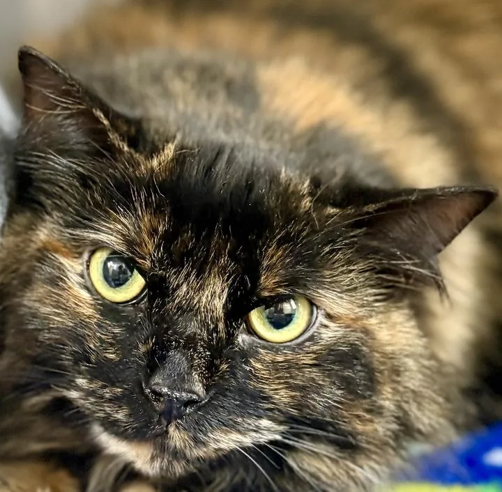 An adult large-sized female Tortoiseshell cat named Tilly for adoption in Jackson, MI