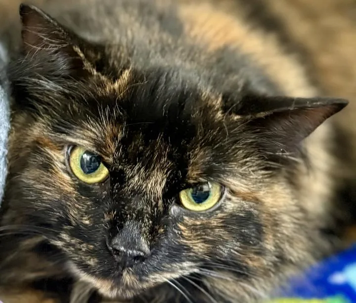 Tilly thumbnail 2