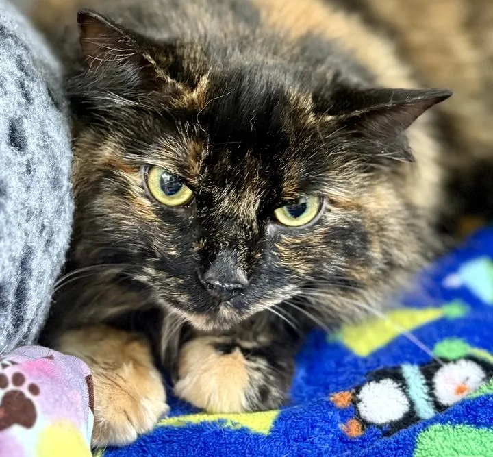 Tilly thumbnail 3