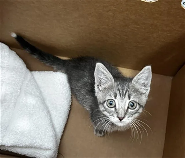 A baby medium-sized male Domestic Medium Hair cat named Scottie for adoption in Dallas, TX