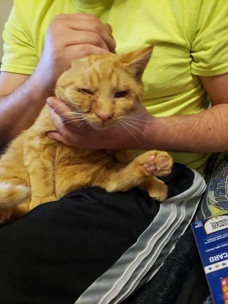 A young large-sized male Domestic Short Hair cat named Orion for adoption in Olyphant, PA