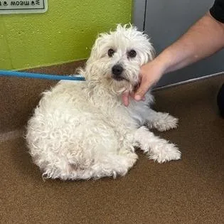 An adult small-sized male Poodle dog named Stevie for adoption in Wichita, KS