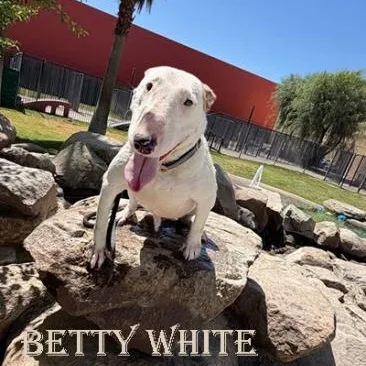 An adult medium-sized female Bull Terrier dog named Betty White for adoption in Palm Desert, CA
