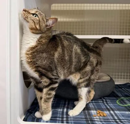 Nala
