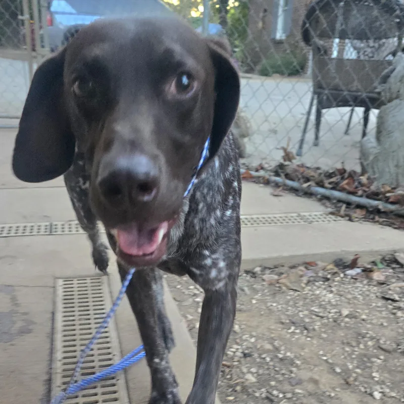A young medium-sized male Brown / Chocolate German Shorthaired Pointer dog named Gus for adoption in Athens, AL