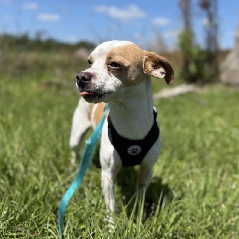 A young small-sized male Chihuahua dog named Eddie for adoption in Orlando, FL