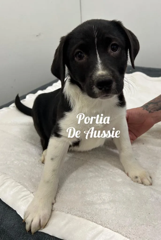 Portia De Aussie