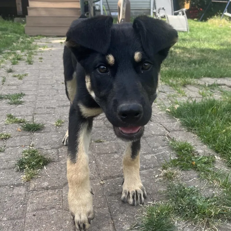 A baby small-sized female Black German Shepherd Dog dog named Willow for adoption in Bellingham, WA