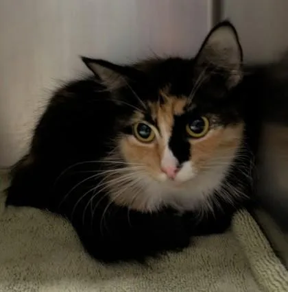 An adult medium-sized female Calico Domestic Short Hair cat named Sunday Scaries for adoption in Bellingham, WA