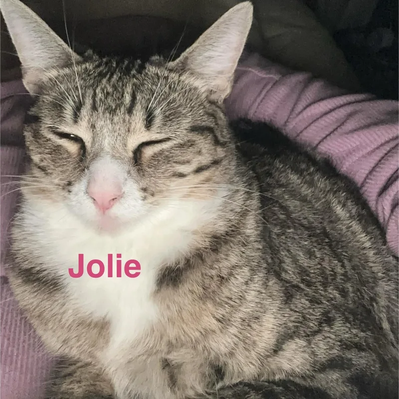 Jolie thumbnail 4