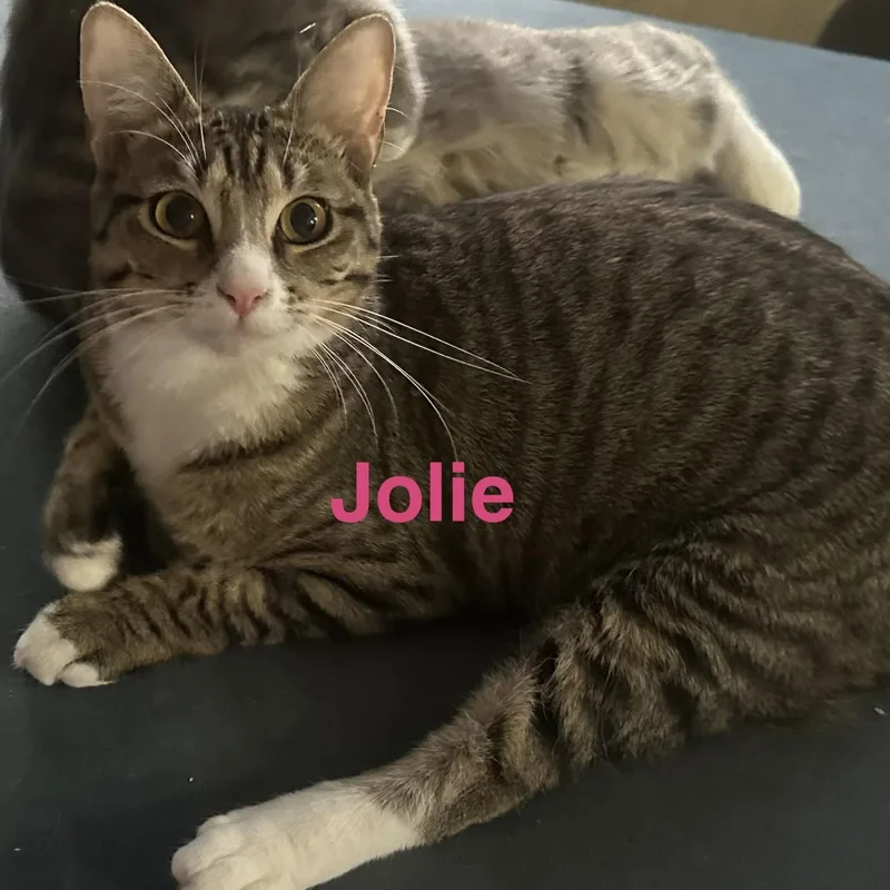 Jolie thumbnail 6