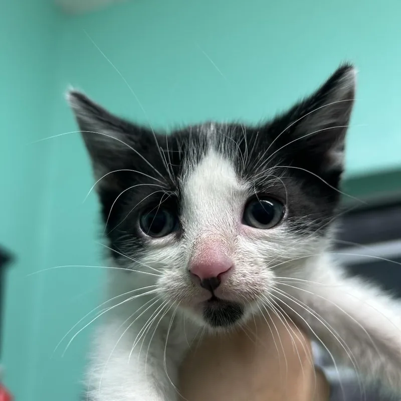 A baby small-sized male American Shorthair cat named Morgan for adoption in Guaynabo, PR