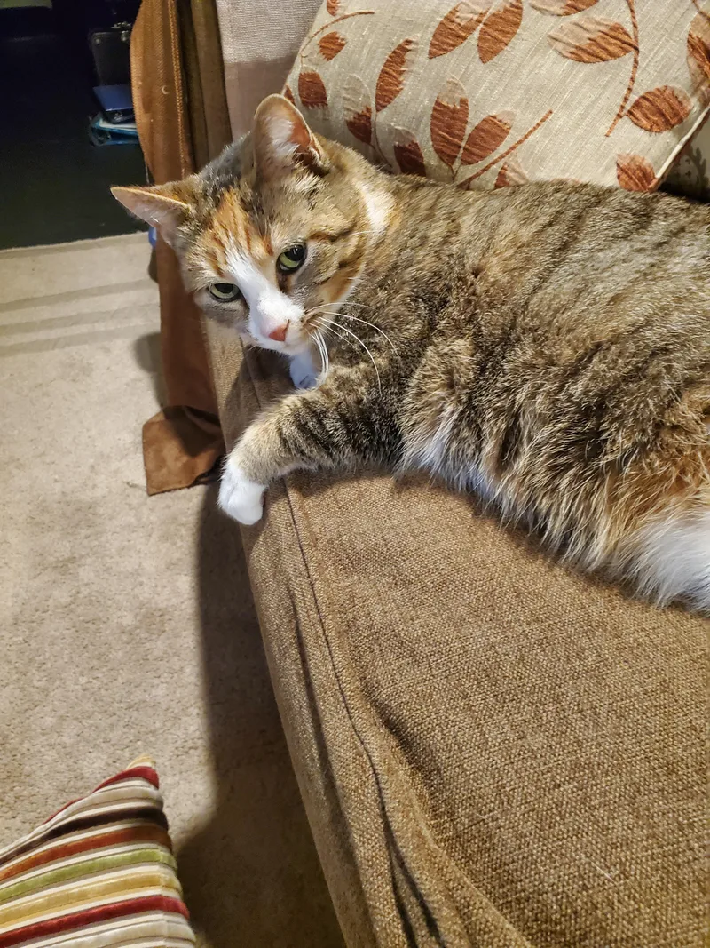 An adult medium-sized female Domestic Short Hair cat named Bonnie for adoption in Burlington, VT