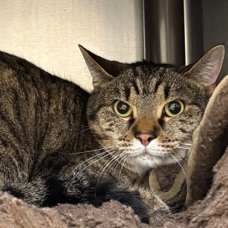 An adult medium-sized female Brown / Chocolate Domestic Short Hair cat named Purrpetuity for adoption in Springfield, MA
