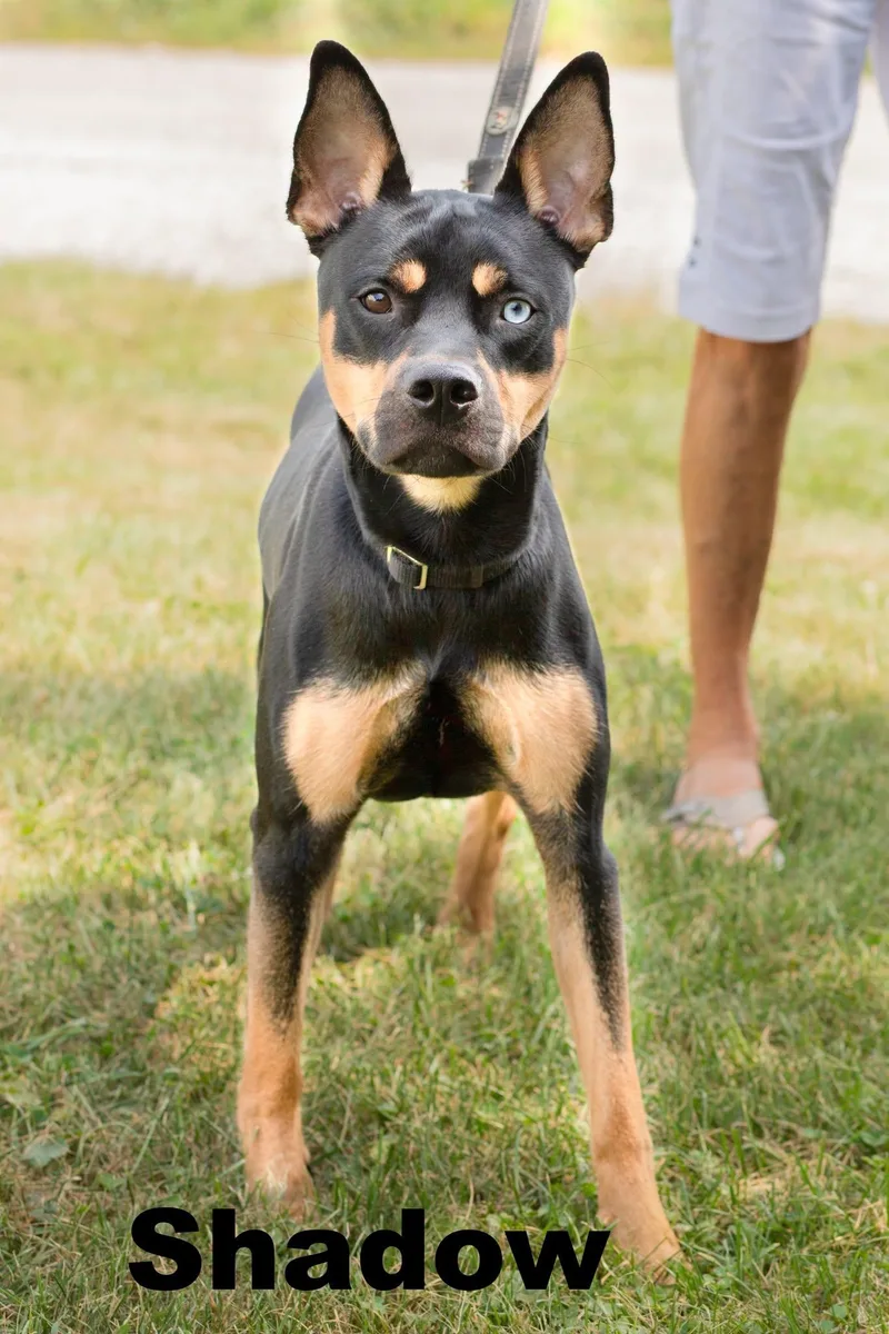 A young medium-sized male Black Mixed Breed dog named Shadow for adoption in Macomb, IL