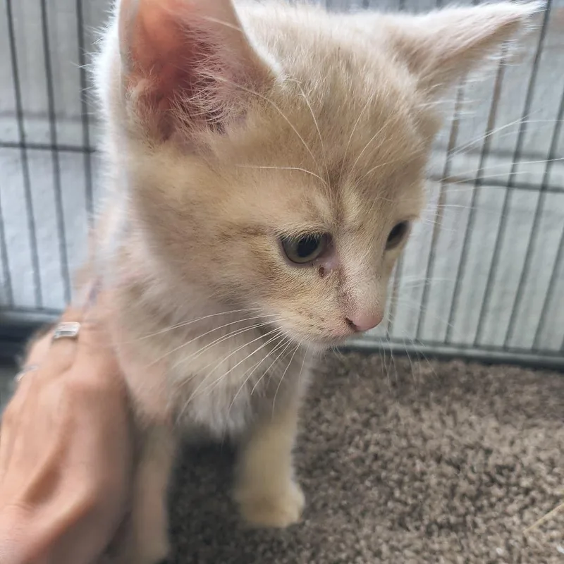A baby small-sized male Orange / Red Domestic Short Hair cat named Sam for adoption in Othello, WA