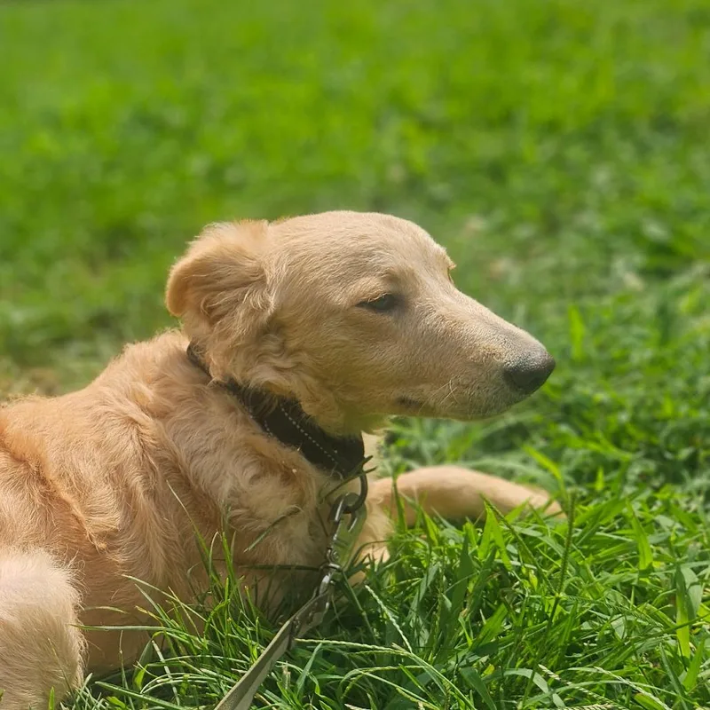 An adult medium-sized female Golden Retriever dog named Marigold for adoption in Springfield, MO