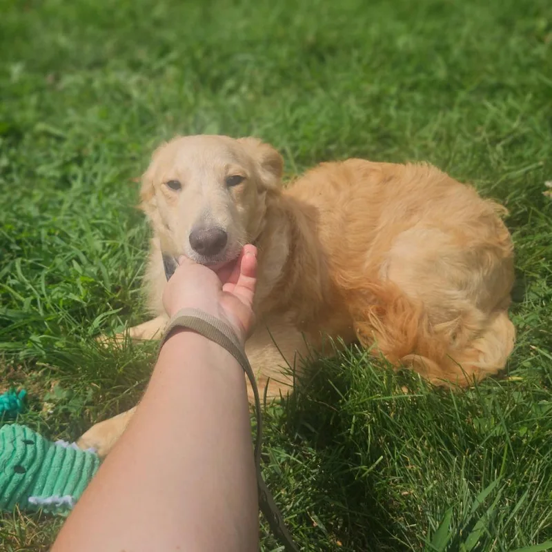 Marigold thumbnail 2