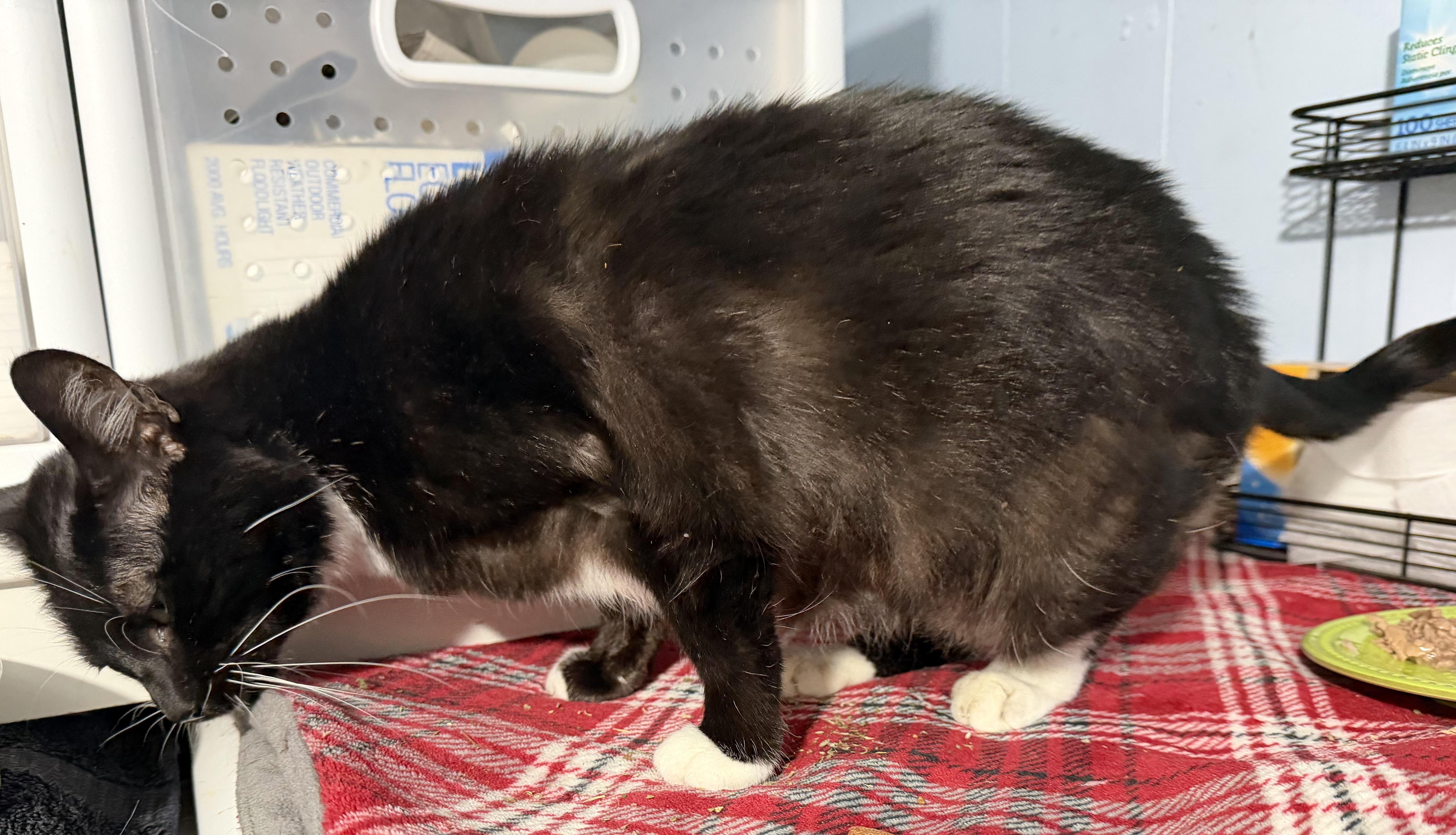 An adult medium-sized female Black & White / Tuxedo Domestic Short Hair cat named Salem a specialneeds for adoption in Everett, WA