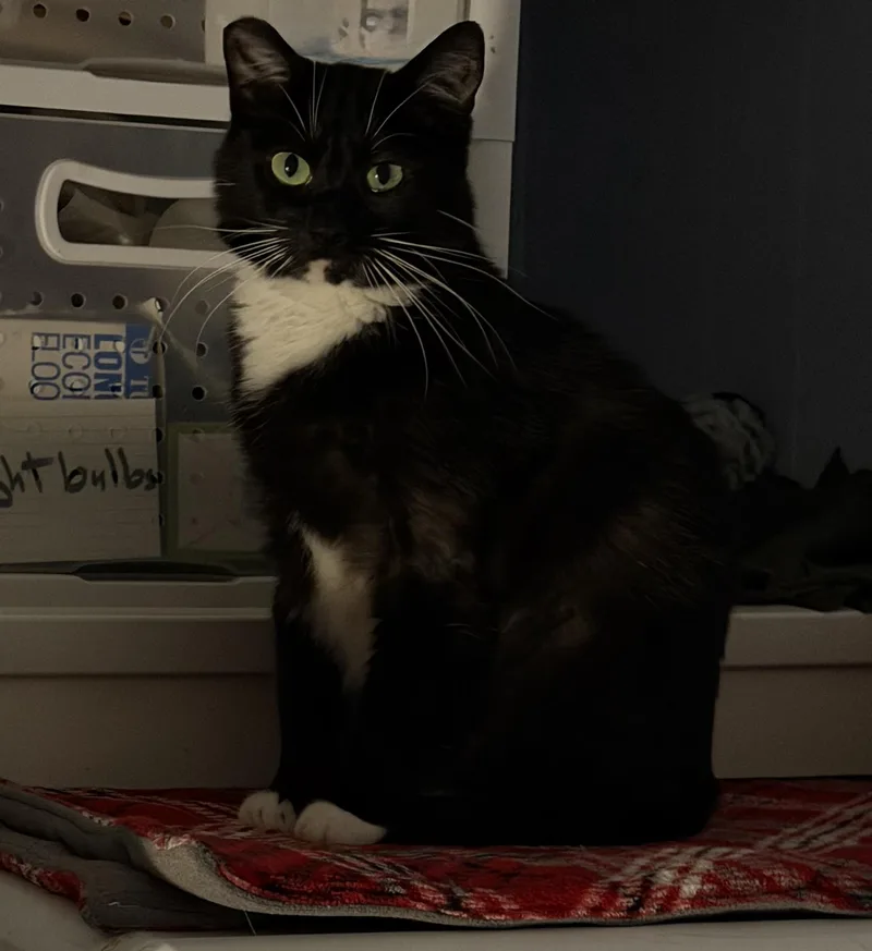Salem  a specialneeds thumbnail 3