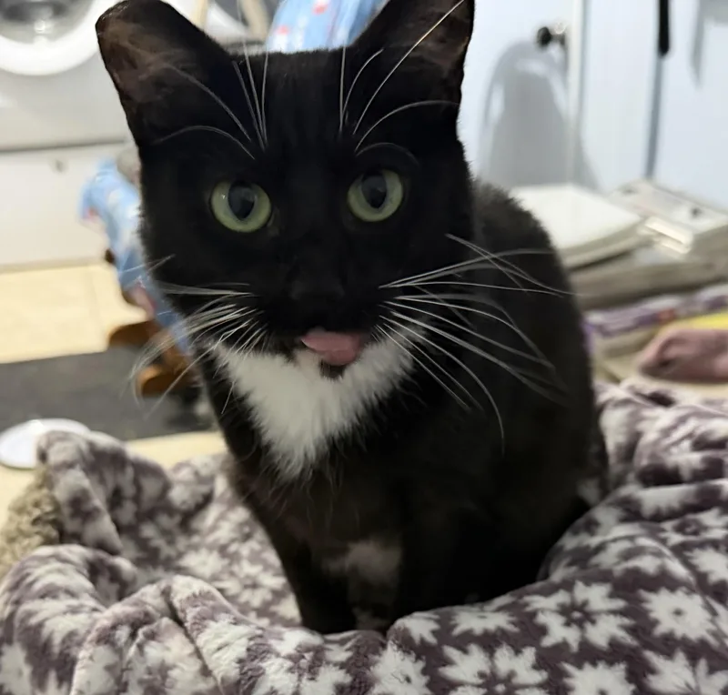 Salem  a specialneeds thumbnail 5