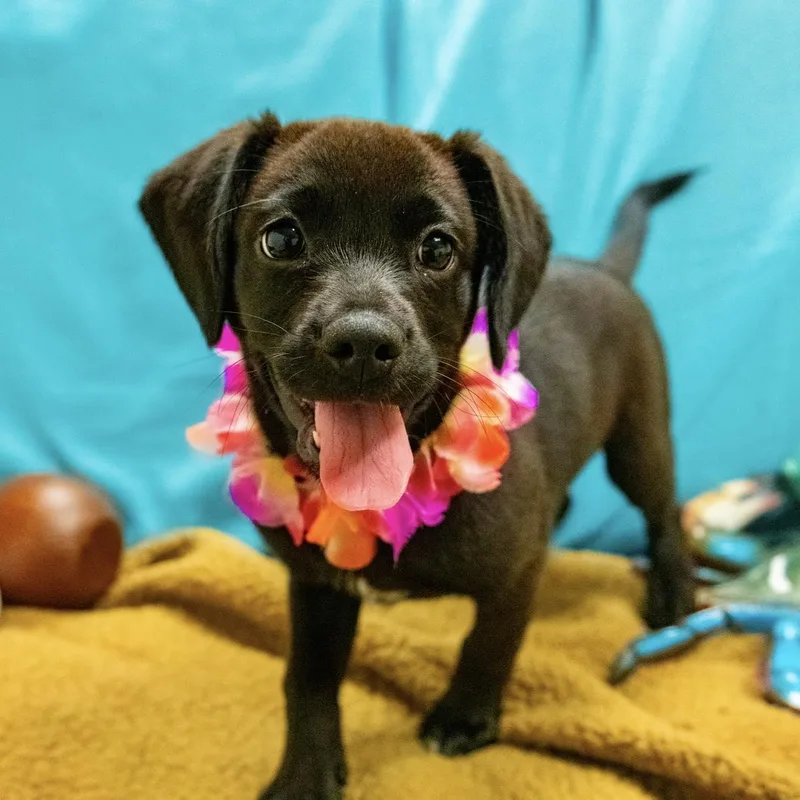 A baby medium-sized female Labrador Retriever dog named Capri for adoption in Valparaiso, IN
