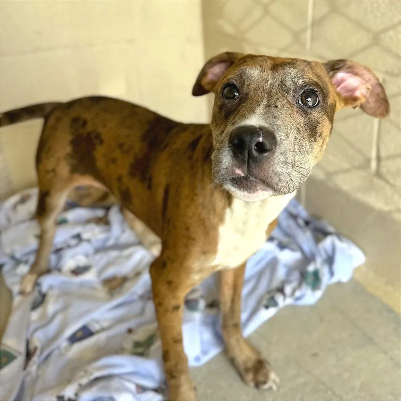 A young medium-sized male Brown / Chocolate Mixed Breed dog named Cookie Dough for adoption in Hendersonville, NC