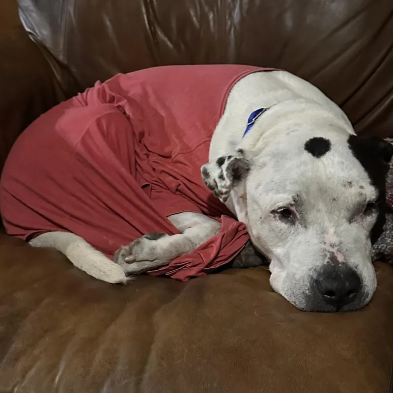 A senior large-sized male White / Cream Mixed Breed dog named Boston for adoption in Gainesville, FL