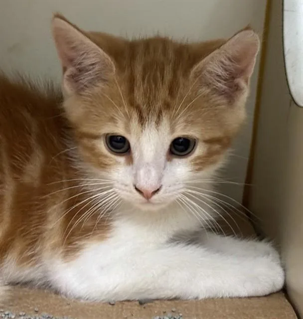 A baby medium-sized male Domestic Long Hair cat named Pedro for adoption in Boston, MA