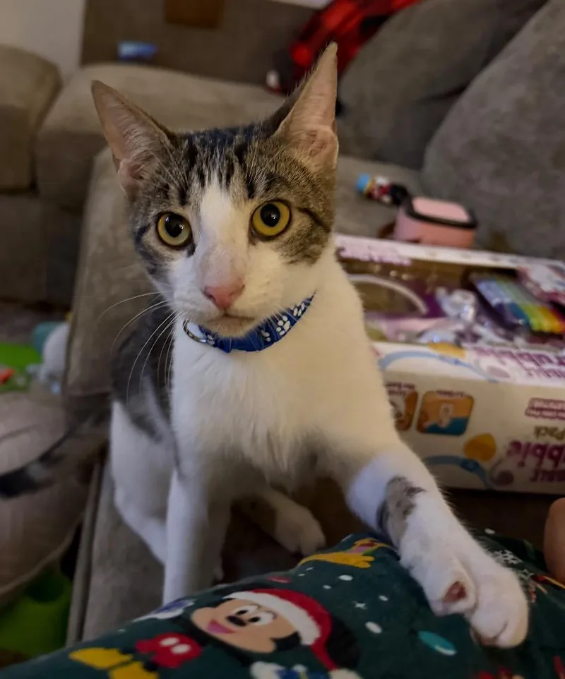 A young large-sized male Domestic Short Hair cat named Tito for adoption in Augusta, GA