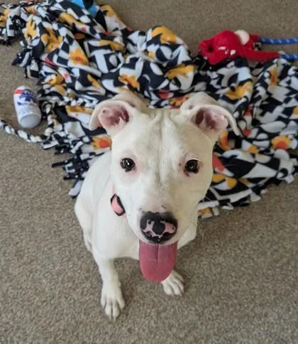 A baby small-sized female Pit Bull Terrier dog named Clover for adoption in Westland, MI