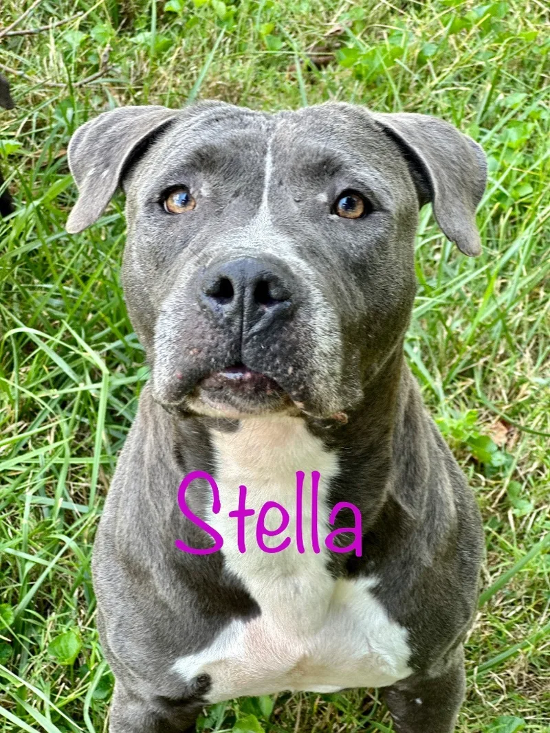 Stella