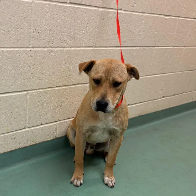 A young medium-sized male Yellow / Tan / Blond / Fawn Mixed Breed dog named Carlos for adoption in Memphis, TN