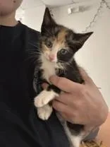 Pattsi