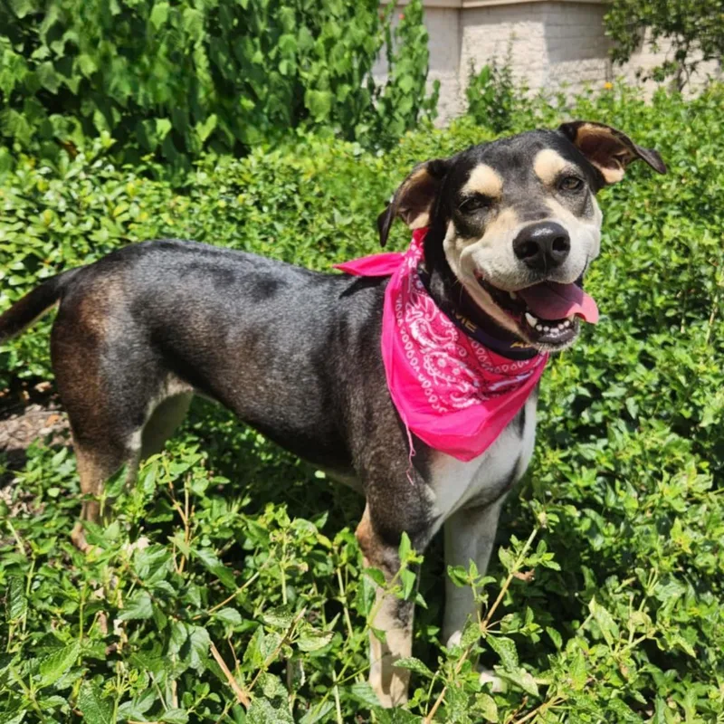 An adult large-sized female Hound dog named Hilda JuM for adoption in Austin, TX