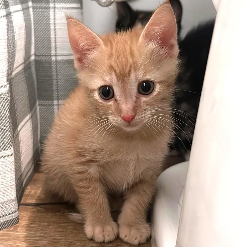 A baby small-sized female Domestic Short Hair cat named Hermese for adoption in Brownsboro, AL
