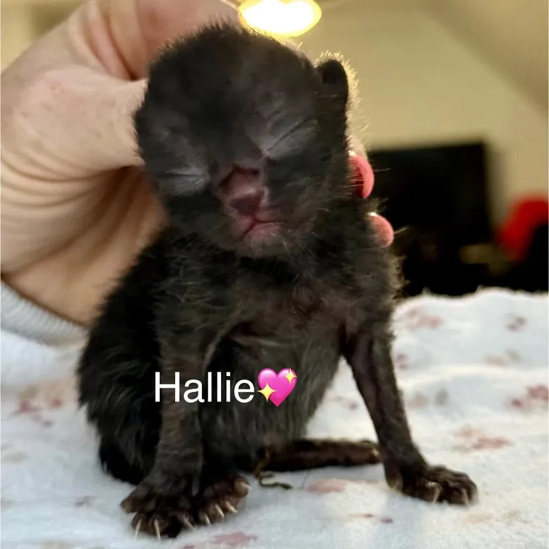 A baby small-sized female Black Domestic Short Hair cat named Hallie for adoption in Peachtree City, GA