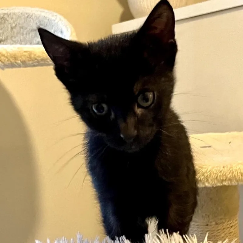 Hallie thumbnail 2