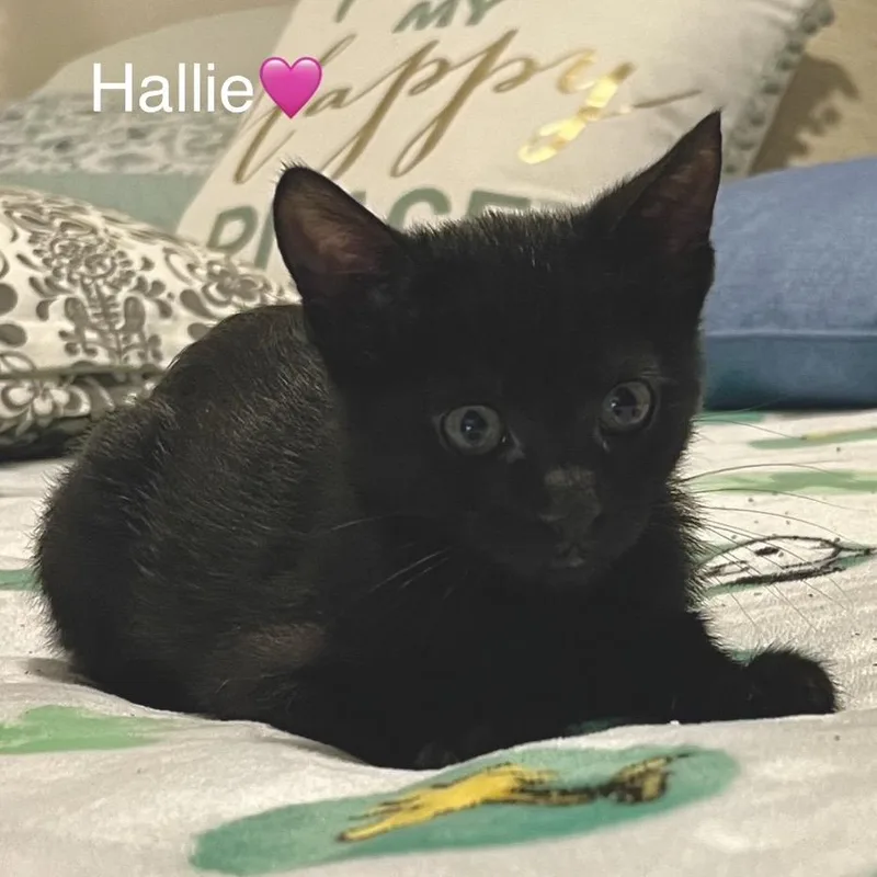 Hallie thumbnail 4