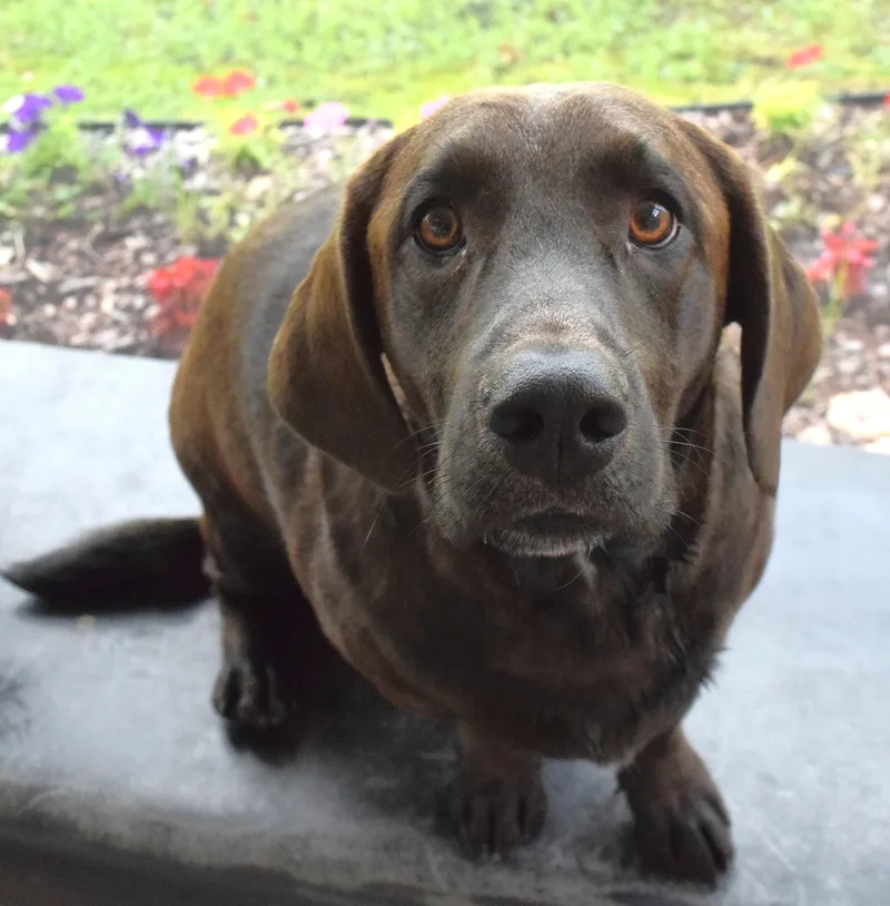 An adult medium-sized male Brown / Chocolate Basset Hound dog named "hercules" for adoption in Broken Arrow, OK