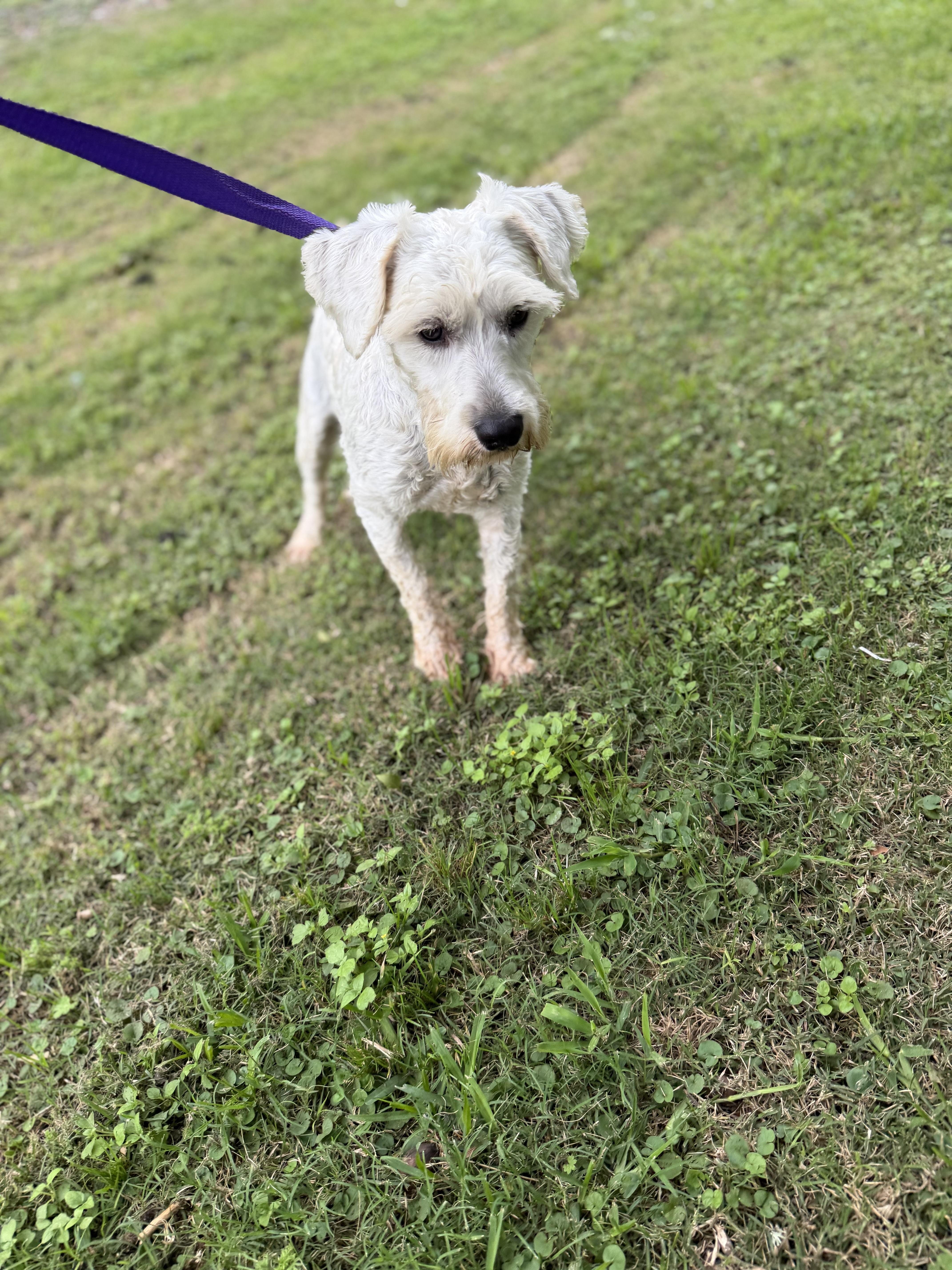 An adult small-sized male Miniature Schnauzer dog named Tom for adoption in Louise, TX