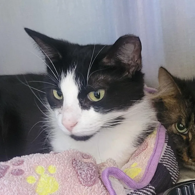 An adult medium-sized male Black Domestic Short Hair cat named Eeny for adoption in Wheeling, IL