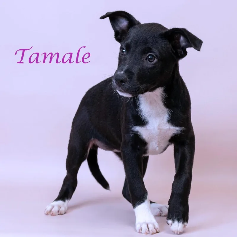 A baby small-sized female Black Mixed Breed dog named Tamale D for adoption in Lebanon, TN